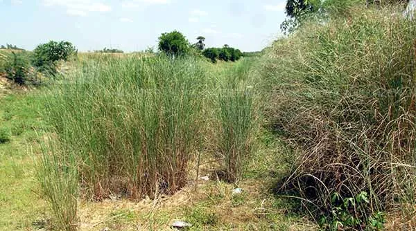 Farmers demand to rehabilitate river and irrigation channels in the irrigation area